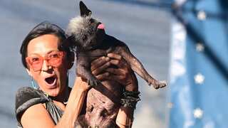 Mr Happy Face, 17-year-old chihuahua mix, wins the world’s ugliest dog