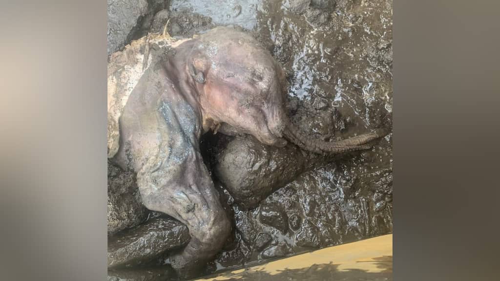 Rare mummified baby woolly mammoth, frozen over 30,000 years ago, found by Canadian gold miners