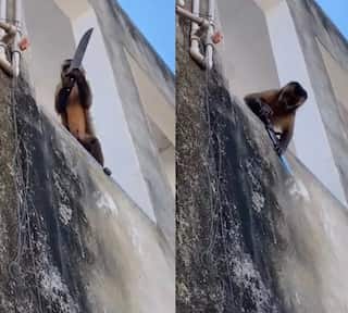Monkey with a knife running riot and terrorising Brazilian town for a week