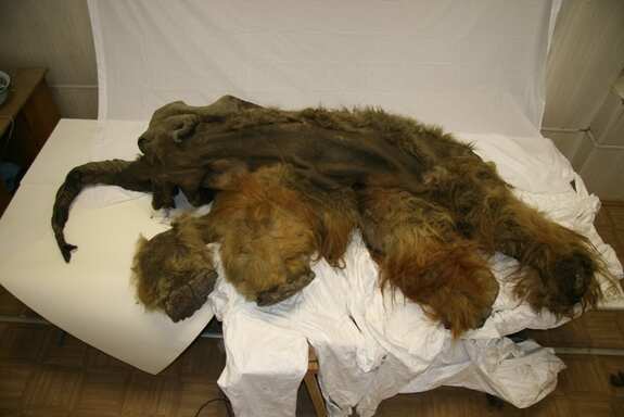 Canadian miners make a rare discovery: Mummified remains of a baby Woolly Mammoth found
