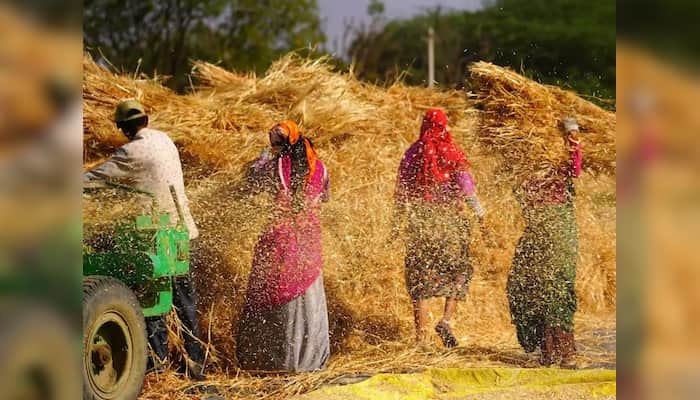 Wheat shortage in Egypt amid Ukraine war, approves India as a wheat exporter