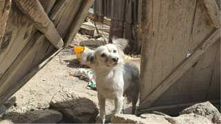 Afghanistan quake: Dog comes to departed owner's house and cries each day