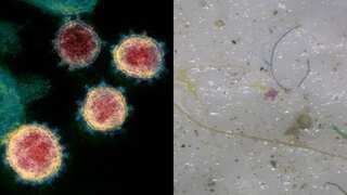 Viruses can stay alive in fresh water for three days by attaching to microplastics, says study