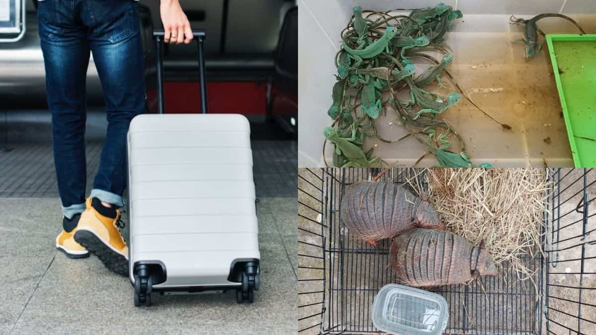 Two Indian women held after Thai airport officials find 109 live wild animals in luggage during X-ray