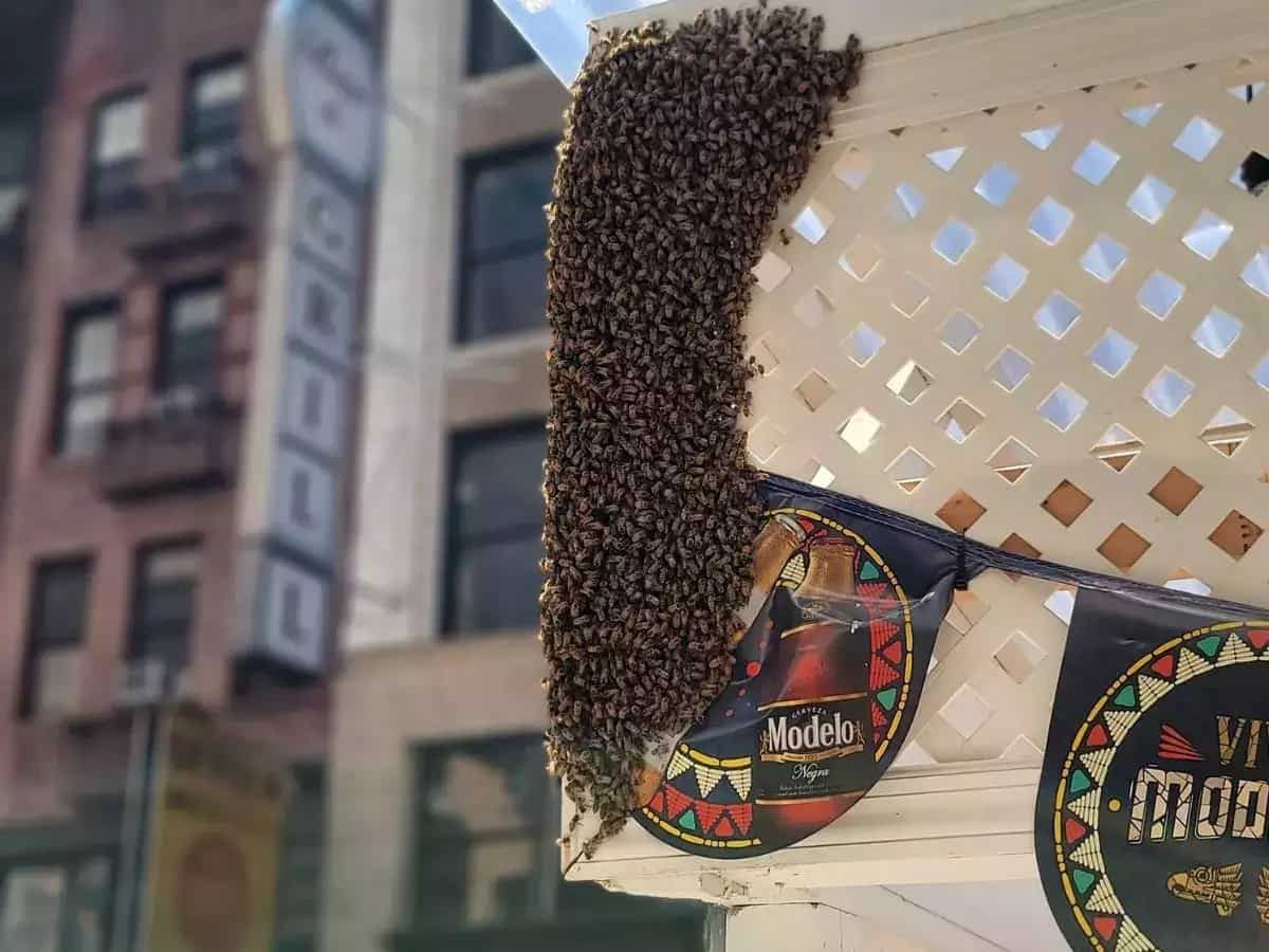 New York Police Department removes 2000 bees from restaurant in Times Square