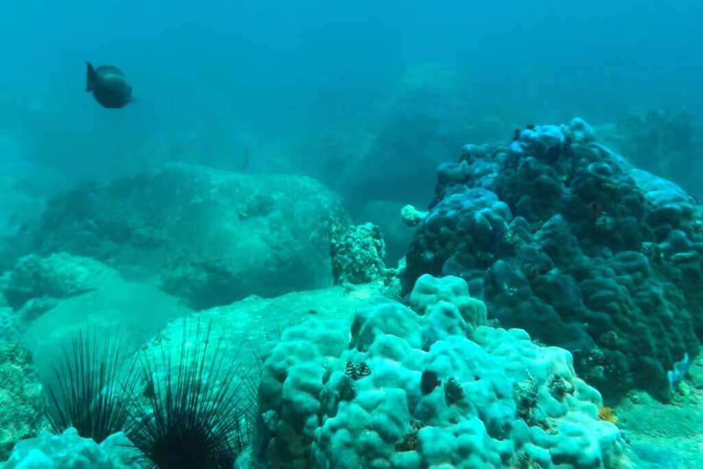 Vietnam bans scuba diving at Hon Mun Islands | Ban imposed to evaluate Reef's health