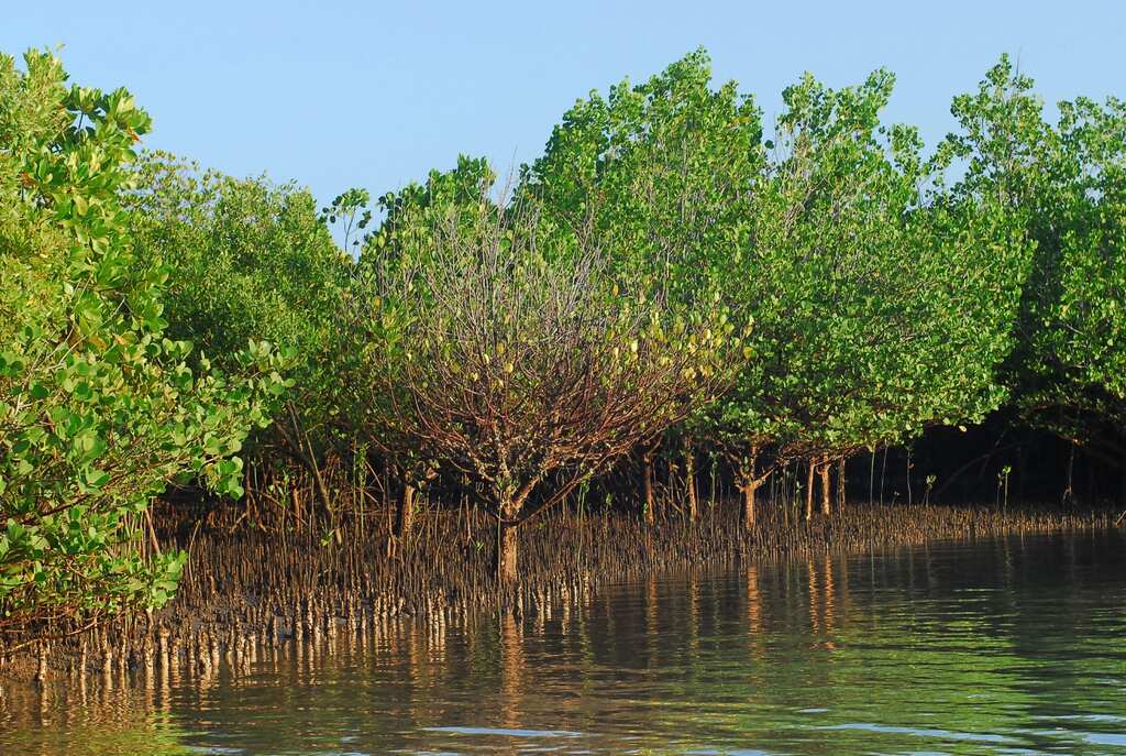 Kenya's Mangrove cover recovers