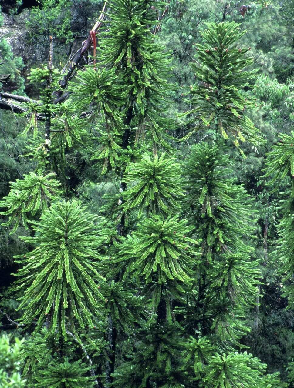 Climate change endangers Australia's ancient Huon Pines