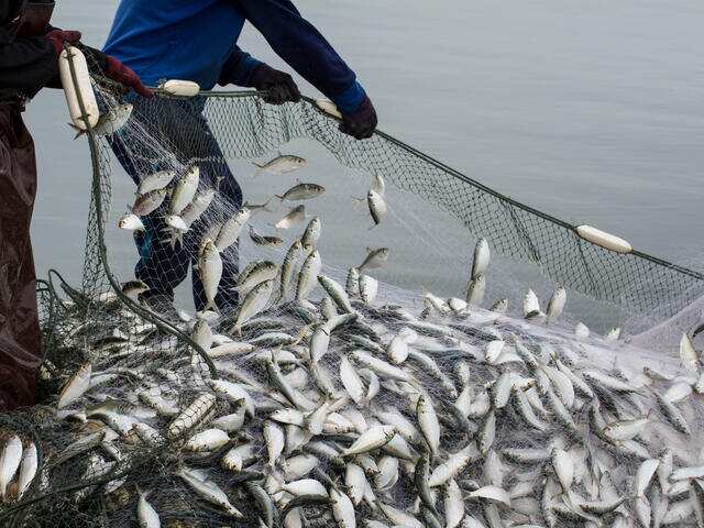 WION Climate Tracker- Record levels of Aquatic food farming