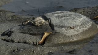 'Living fossils': Scientists find that horseshoe crabs are vital for vaccine safety
