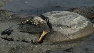 'Living fossils': Scientists find that horseshoe crabs are vital for vaccine safety