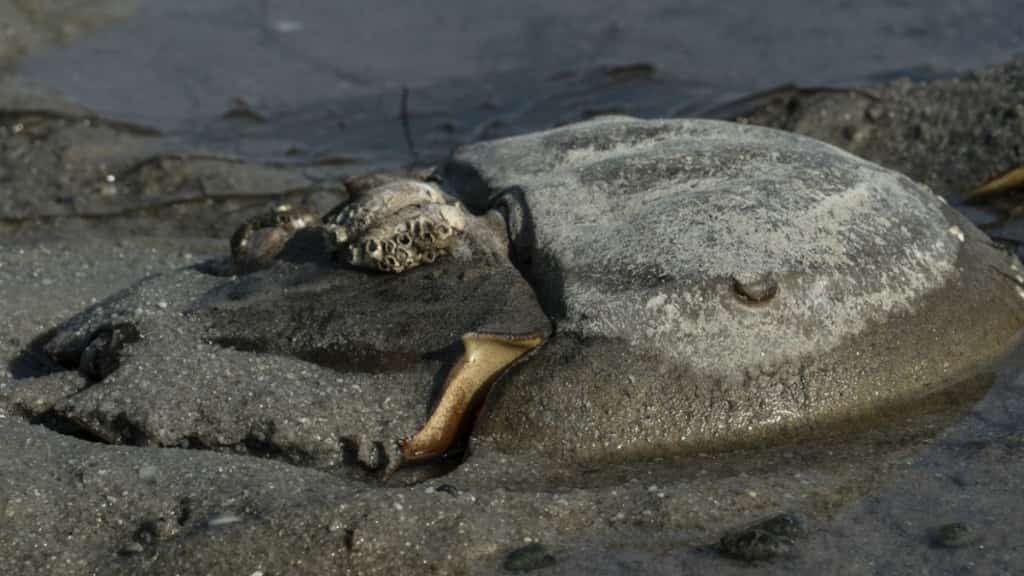 'Living fossils': Scientists find that horseshoe crabs are vital for vaccine safety