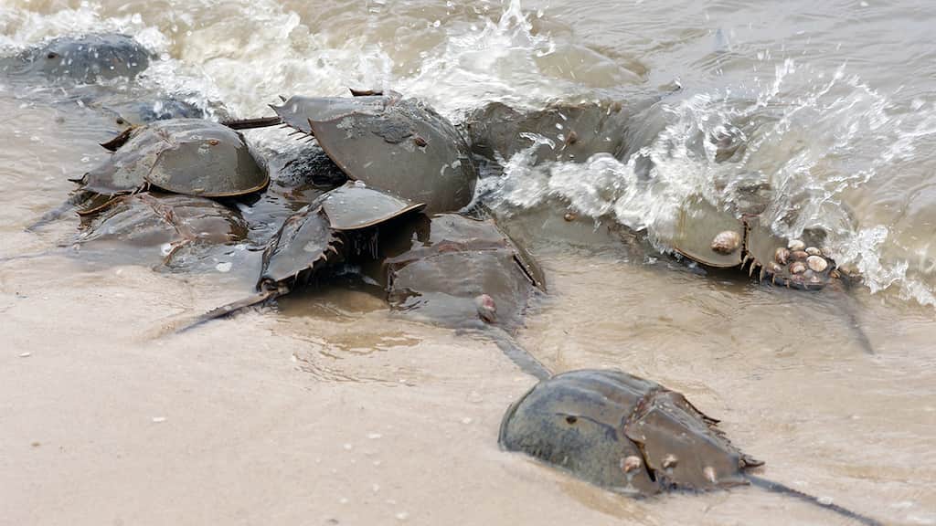 WION Climate Tracker: Horseshoe crab blood key to making covid-19 vaccine