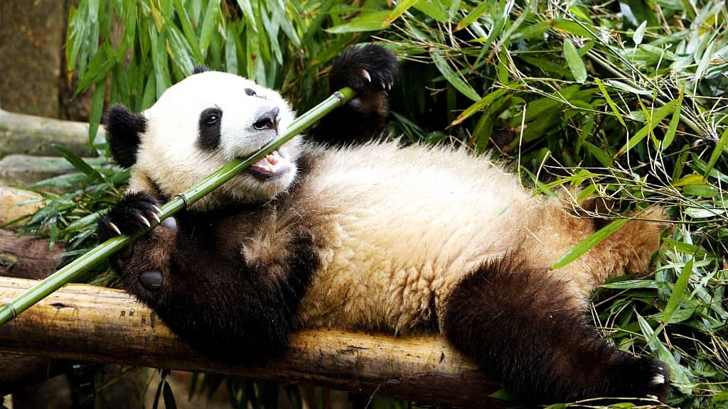 WION Climate Tracker: Pandas are 99% vegetarian & only feed on bamboos