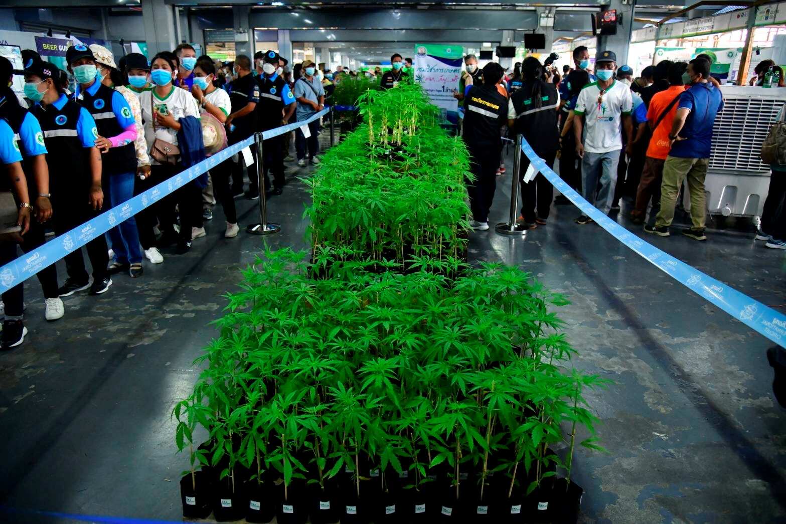Germany’s move to legalise cannabis may lead to cascading effect