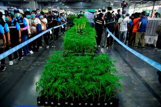 Germany’s move to legalise cannabis may lead to cascading effect