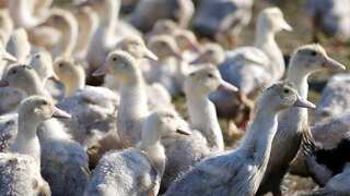 UK bird reserves closed after suspected avian flu outbreak