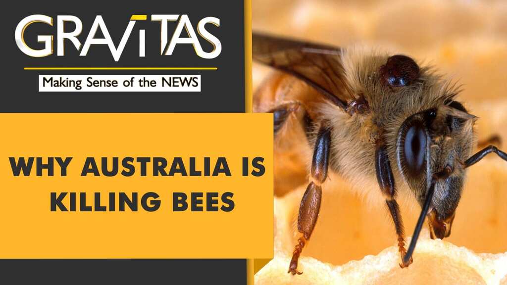 Gravitas: In Australia, Bees are under a lockdown