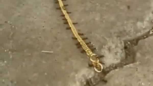 Watch: Want to meet cute little gold smugglers? These ants will leave you in awe