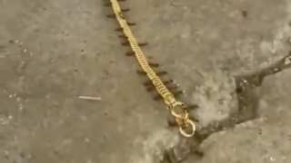 Watch: Want to meet cute little gold smugglers? These ants will leave you in awe
