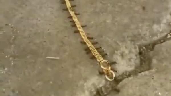 Watch: Want to meet cute little gold smugglers? These ants will leave you in awe