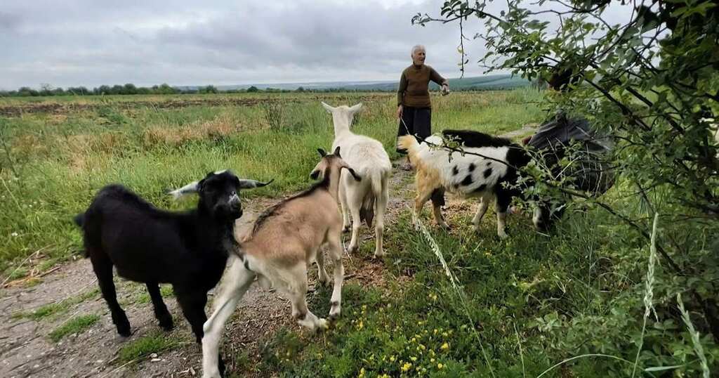 Shepherd remains in Ukrainian city Sloviansk despite shelling