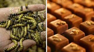 Caterpillar to chocolate: South African chemical engineer turning insects into snacks