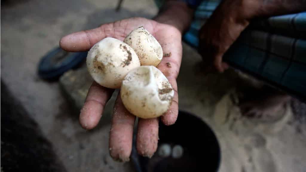 Scientists are using fake eggs with GPS trackers to save vulnerable sea turtles