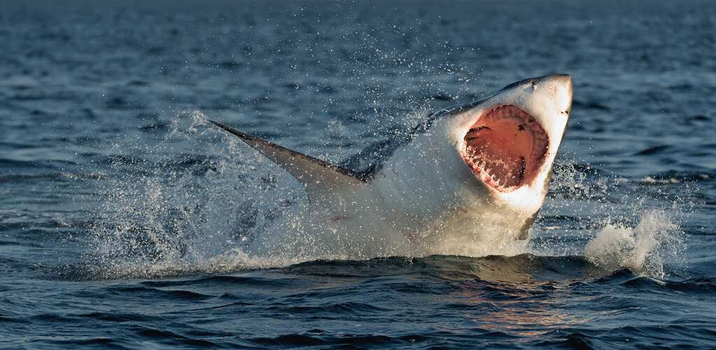 Egypt closes Red Sea beaches after deadly Shark attacks