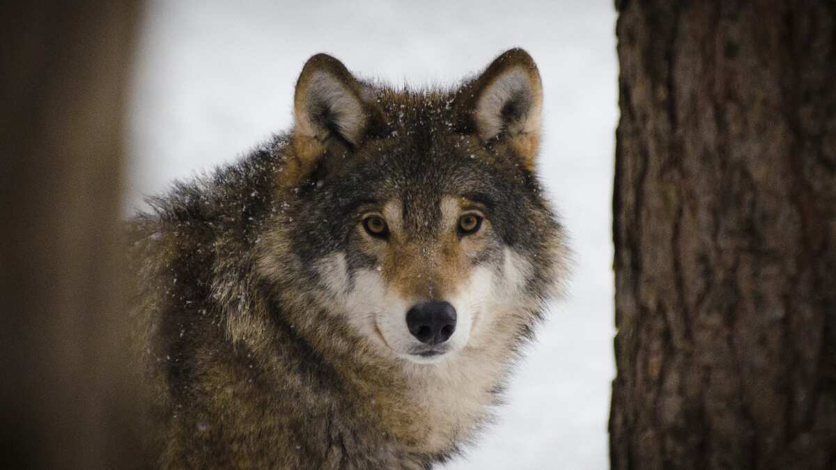 Watch | Tourists walk in the woods with wolves through Spanish mountains Watch | Tourists walk in the woods with wolves through Spanish mountains