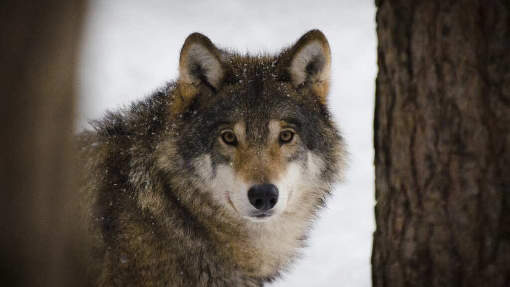 Watch | Tourists walk in the woods with wolves through Spanish mountains