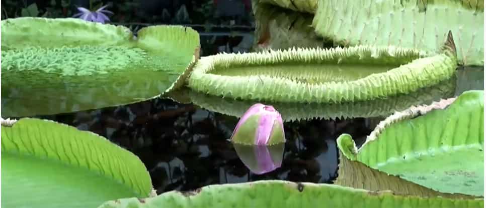 WION Climate Tracker | Scientists discover new species of giant water Lily