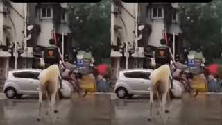 Watch | Netizens surprised by this delivery man's novel solution to do his job: A horse
