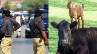 Is Pakistani rupee so worthless that this cop in Karachi demanded goats and cow as bribe?