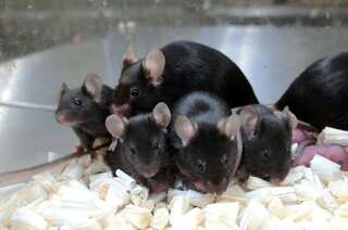 Japanese scientists clone mice using freeze-dried cells to prevent future extinction