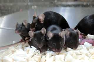 Japanese scientists clone mice using freeze-dried cells to prevent future extinction