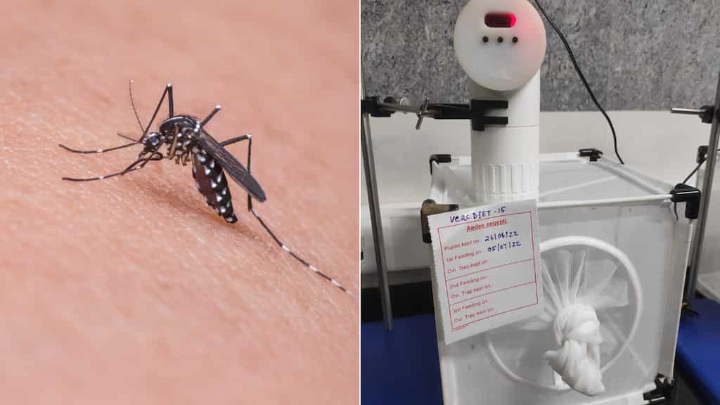 Indian institute gives a special diet to mosquitos to keep them healthy. Here's why