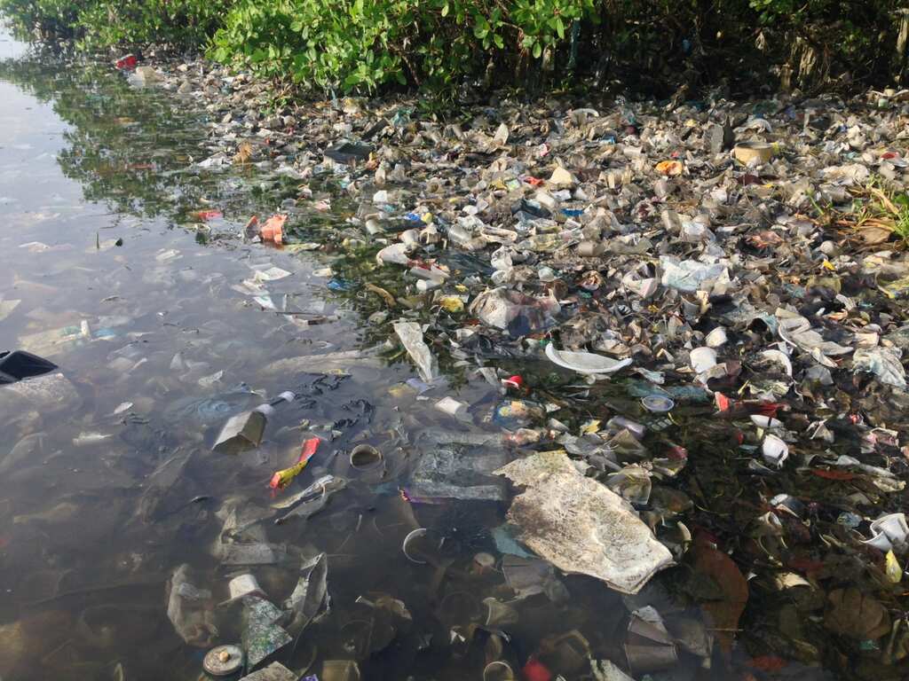 WION Climate Tracker | Brazil's environment threatened as tons of rubbish floats in rivers