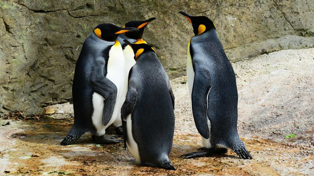 Impact of inflation: Penguins and otters in this Japanese aquarium refuse to eat cheaper food Impact of inflation: Penguins and otters in this Japanese aquarium refuse to eat cheaper food