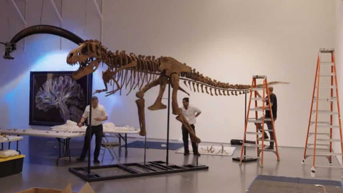 76 million-year-old dinosaur skeleton goes up for sale 76 million-year-old dinosaur skeleton goes up for sale