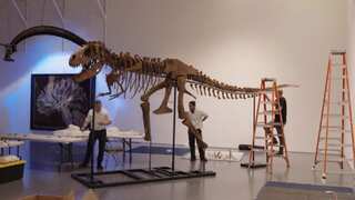 76 million-year-old dinosaur skeleton goes up for sale