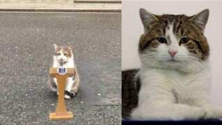 Larry the Cat tweets Boris Johnson 'temporary resident of Downing Street', claims 'I live here permanently'