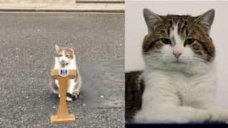 Larry the Cat tweets Boris Johnson 'temporary resident of Downing Street', claims 'I live here permanently'