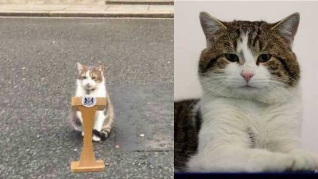 Larry the Cat tweets Boris Johnson 'temporary resident of Downing Street', claims 'I live here permanently'