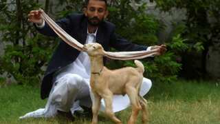 Forget Federer, this goat is the real deal, at least for now