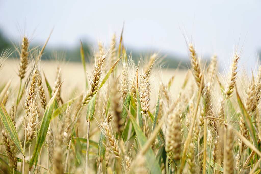 ‘Hunger catastrophe’ in the offing due to Russian blockade of Ukrainian grains, warns UN