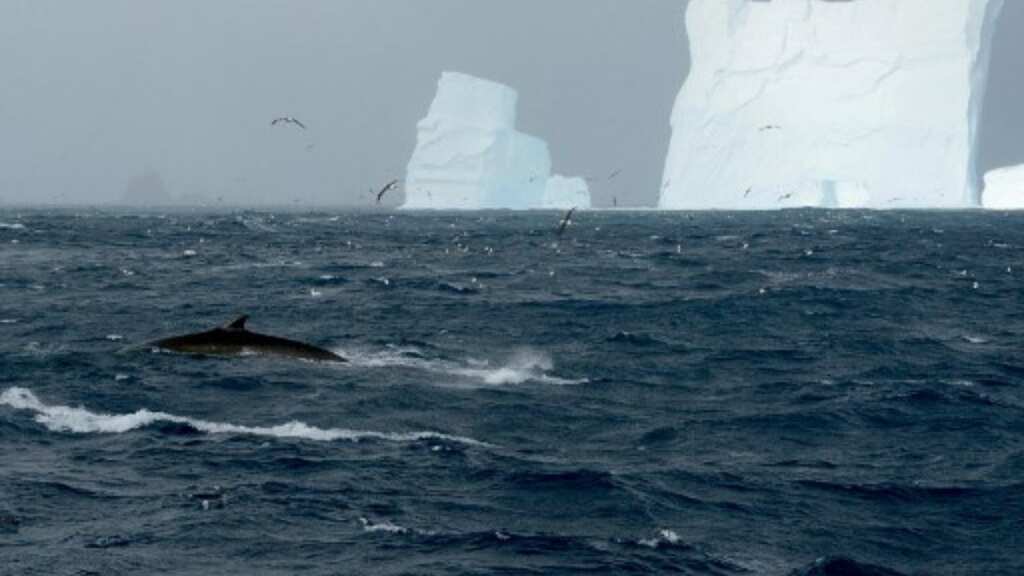 In 'one of nature's greatest events' a party of over 150 ocean giants, signals hope for vulnerable species