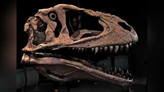 Meraxes gigas: Scientists discover new giant dinosaur predator with tiny arms