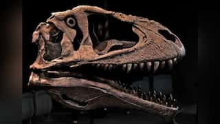 Meraxes gigas: Scientists discover new giant dinosaur predator with tiny arms