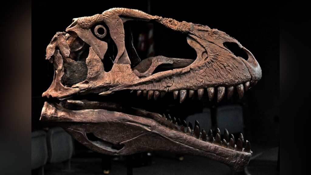 Meraxes gigas: Scientists discover new giant dinosaur predator with tiny arms